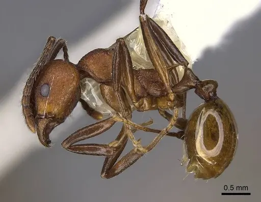 Aphaenogaster tennesseensis - CASENT0914479