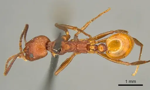 Aphaenogaster tennesseensis - CASENT0916081