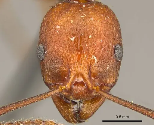 Aphaenogaster tennesseensis - CASENT0916081