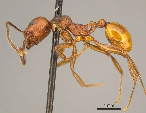 Aphaenogaster tennesseensis - CASENT0916081