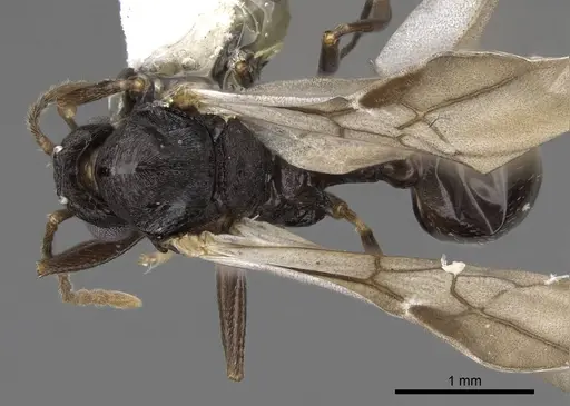 Aphaenogaster tennesseensis - CASENT0923070