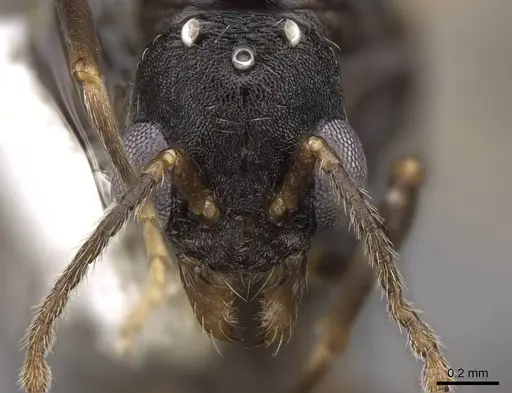 Aphaenogaster tennesseensis - CASENT0923070