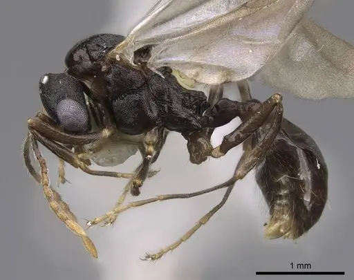 Aphaenogaster tennesseensis - CASENT0923070