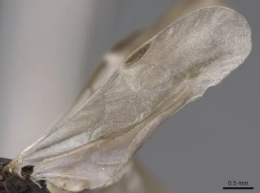 Aphaenogaster tennesseensis - CASENT0923070