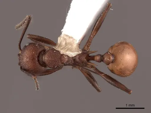 Aphaenogaster tennesseensis - FMNHINS0000062930