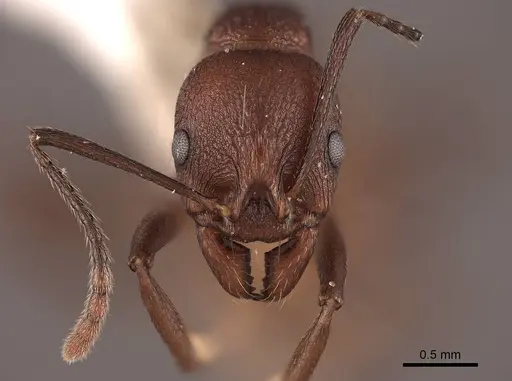 Aphaenogaster tennesseensis - FMNHINS0000062930