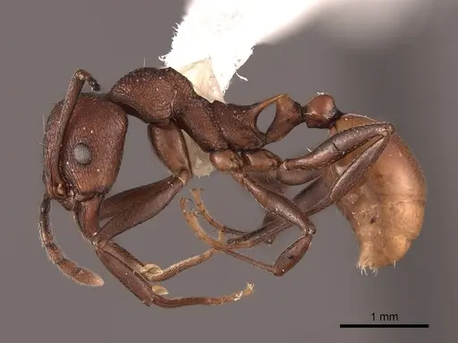 Aphaenogaster tennesseensis - FMNHINS0000062930