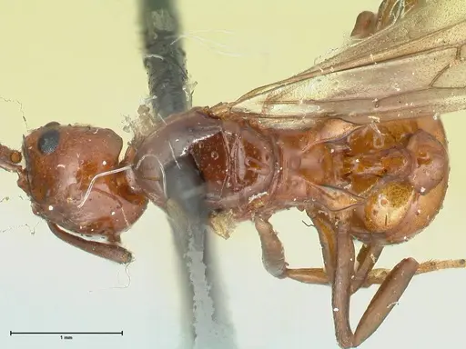 Aphaenogaster tennesseensis - FOCOL1230