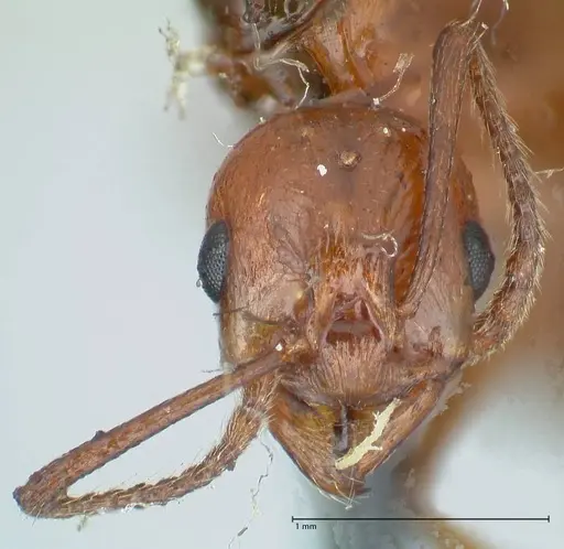 Aphaenogaster tennesseensis - FOCOL1230