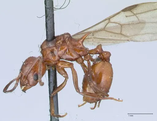 Aphaenogaster tennesseensis - FOCOL1230