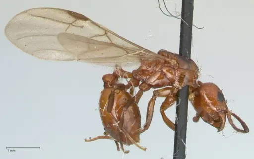 Aphaenogaster tennesseensis - FOCOL1230