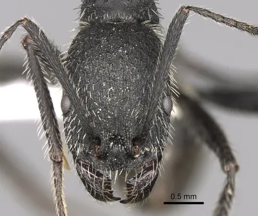 Aphaenogaster testaceopilosa specimen