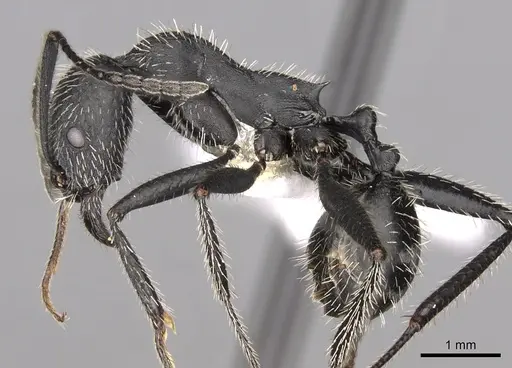 Aphaenogaster testaceopilosa specimen