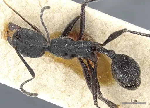 Aphaenogaster testaceopilosa - CASENT0904162