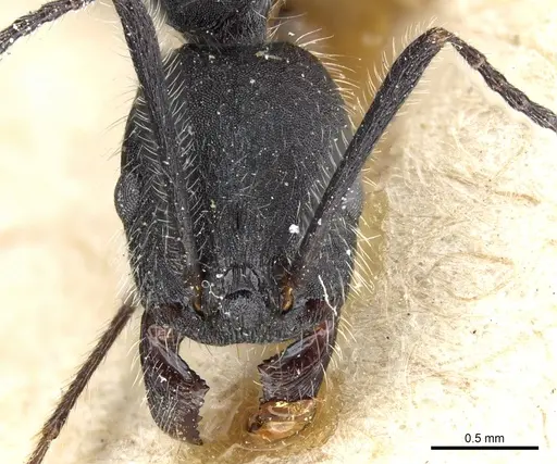 Aphaenogaster testaceopilosa - CASENT0904162