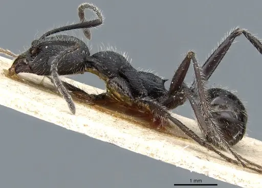Aphaenogaster testaceopilosa - CASENT0904162