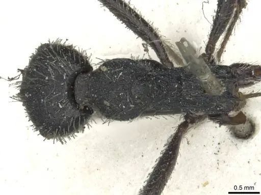 Aphaenogaster testaceopilosa - CASENT0913133