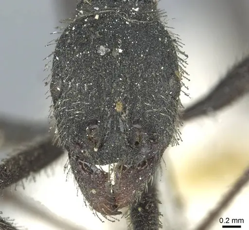 Aphaenogaster testaceopilosa - CASENT0913133