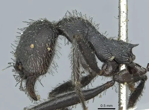 Aphaenogaster testaceopilosa - CASENT0913133