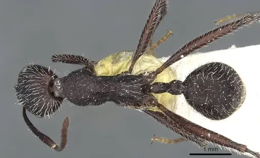 Aphaenogaster testaceopilosa - CASENT0913134