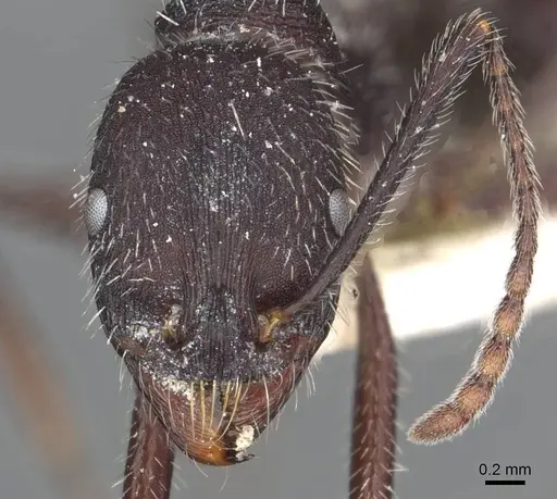 Aphaenogaster testaceopilosa - CASENT0913134