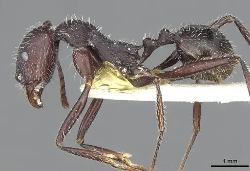 Aphaenogaster testaceopilosa - CASENT0913134