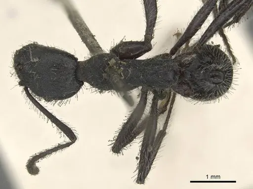 Aphaenogaster testaceopilosa - CASENT0915437