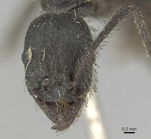 Aphaenogaster testaceopilosa - CASENT0915437