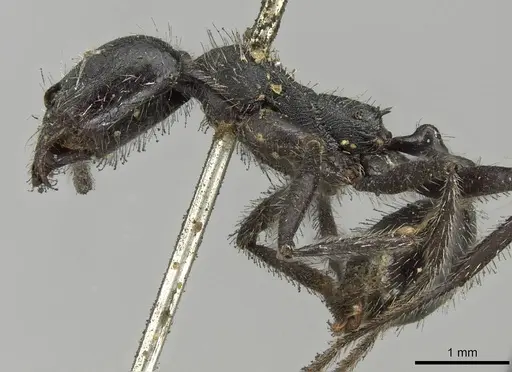 Aphaenogaster testaceopilosa - CASENT0915437