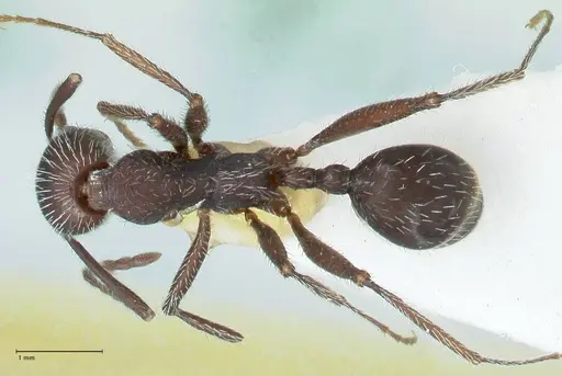 Aphaenogaster testaceopilosa - FOCOL1234
