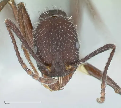 Aphaenogaster testaceopilosa - FOCOL1234