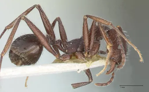 Aphaenogaster testaceopilosa - FOCOL1234