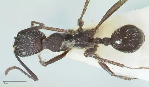 Aphaenogaster testaceopilosa - FOCOL1235
