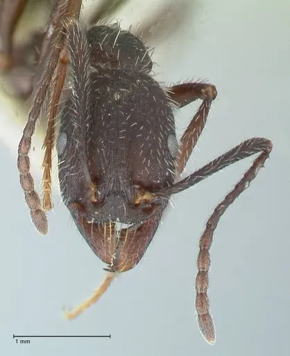 Aphaenogaster testaceopilosa - FOCOL1235