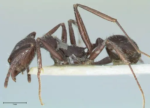 Aphaenogaster testaceopilosa - FOCOL1235