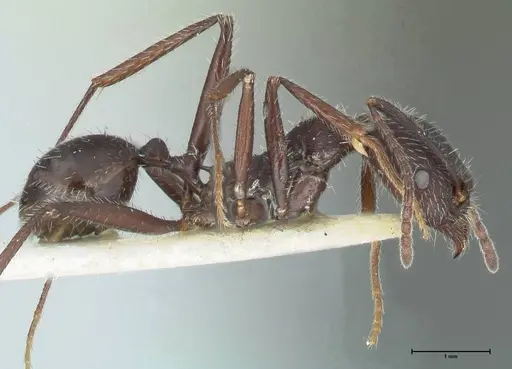 Aphaenogaster testaceopilosa - FOCOL1235