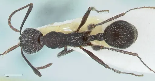Aphaenogaster testaceopilosa - FOCOL1236