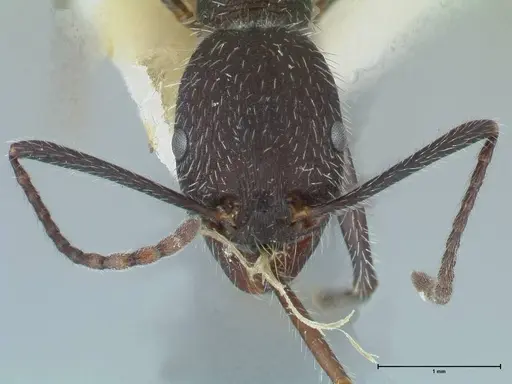 Aphaenogaster testaceopilosa - FOCOL1236