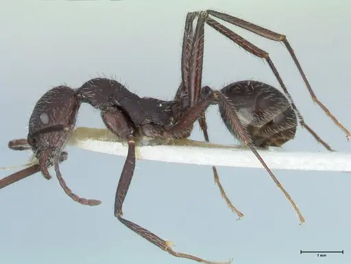 Aphaenogaster testaceopilosa - FOCOL1236