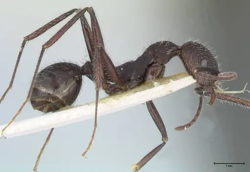 Aphaenogaster testaceopilosa - FOCOL1236