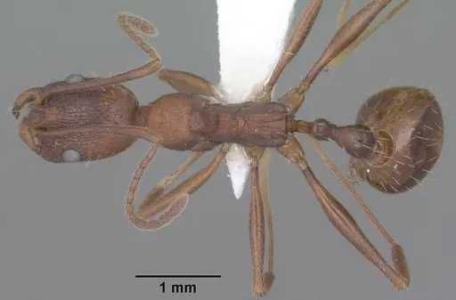 Aphaenogaster texana specimen