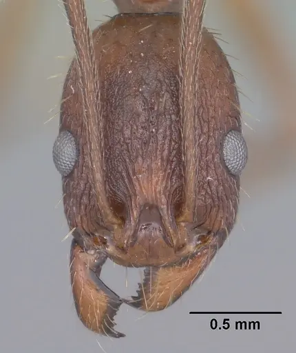 Aphaenogaster texana specimen