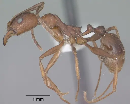 Aphaenogaster texana specimen