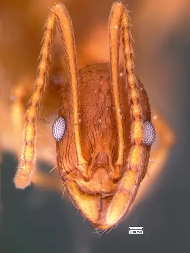 Aphaenogaster texana - CASENT0105547