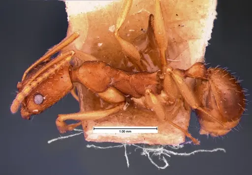 Aphaenogaster texana - CASENT0105547