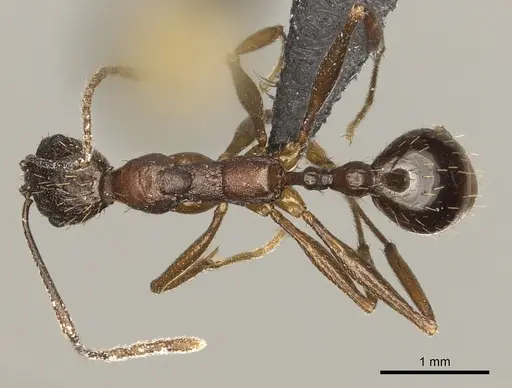 Aphaenogaster texana - CASENT0270854