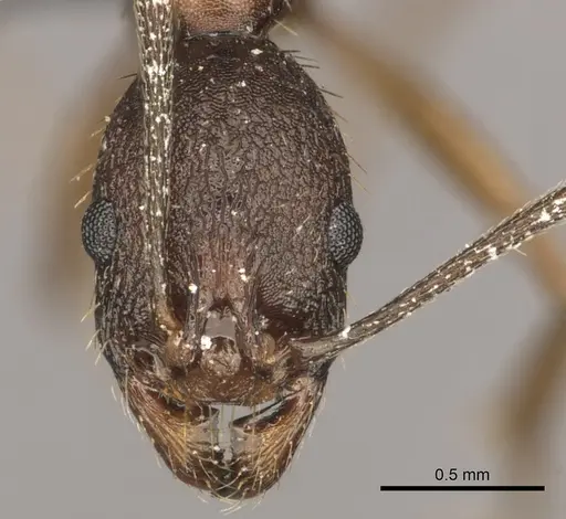 Aphaenogaster texana - CASENT0270854