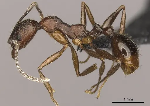 Aphaenogaster texana - CASENT0270854