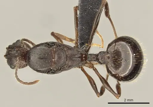 Aphaenogaster texana - CASENT0270968