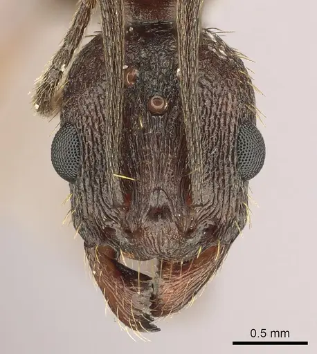 Aphaenogaster texana - CASENT0270968